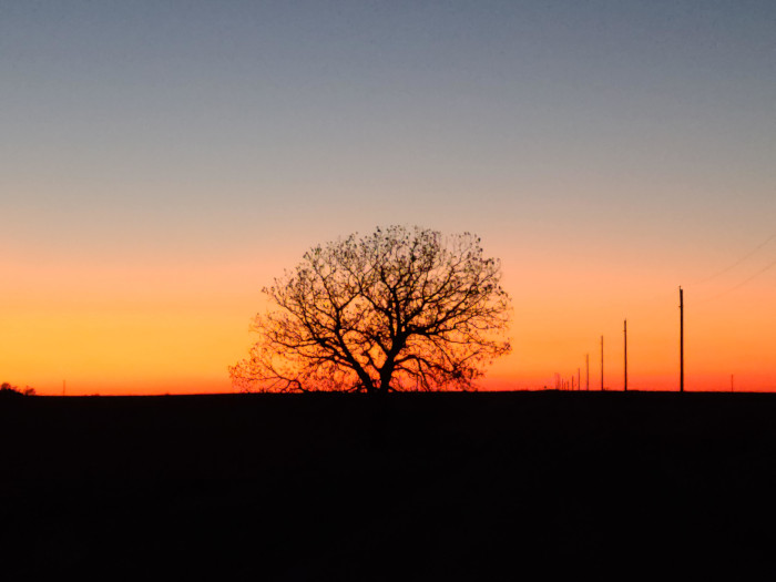 Tree at dawn.
